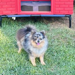 Glitzy - Pomeranian