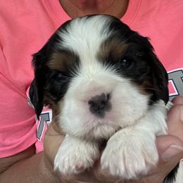 Girl 2 - Tri-color female Cavalier King Charles Spaniel puppy in Morriston, Florida from Cutesy Cavaliers
