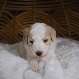 Aurora - Apricot female Aussiedoodle puppy in Pomona, California from Socal Aussiedoodles