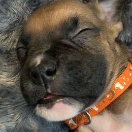 Boy 3 - Fawn Boxer puppy in Jupiter, Florida from CJM Boston and Boxer Puppies