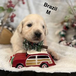 Brazil - Light golden male Golden Retriever puppy in Salt Lake City, Utah from Soaring golden retrievers