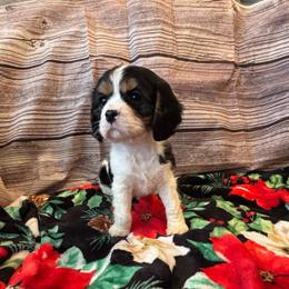 Cavalier King Charles Spaniel Puppies from Krawczyk's House of Cavaliers