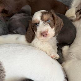 AKC Cupid has that RBF face like his momma - Piebald male Dachshund puppy in Erie, Michigan from Champagne’s Grinch Toe’d Dachshunds