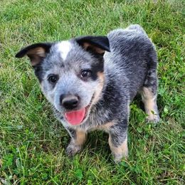 Australian Cattle Dog and Pembroke Welsh Corgi Puppies from Leatherman Quarter Horses