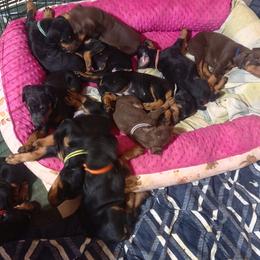 Orange collar - Black and rust male Doberman Pinscher puppy in Santa Clarita, California from Riviera Dobermans