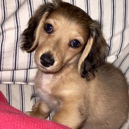 Dachshund Puppies from Haven Ridge Doxies