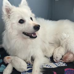 Japanese Spitz puppies from Konalae Japanese Spitz Jr.