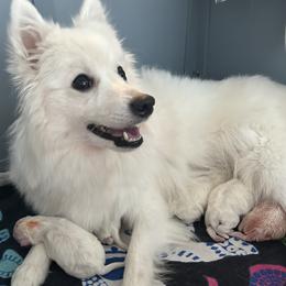 Japanese Spitz puppies from Konalae Japanese Spitz Jr.