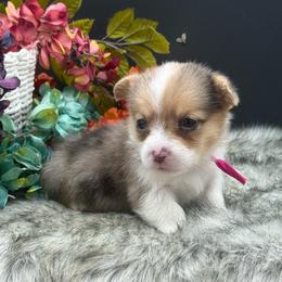 Missy - Sable merle and white female American Corgi puppy in Missouri from Country Legends Aussies & Corgis