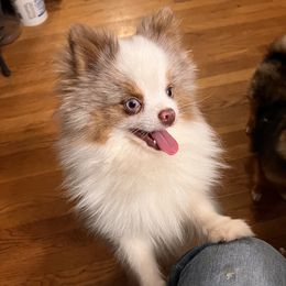 Pomeranian and Pomsky Puppies from Stonehill Breeders