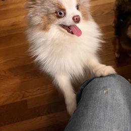 Pomeranian and Pomsky Puppies from Stonehill Breeders