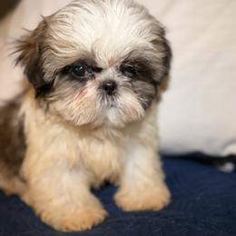 Stitch - Black gold and silver male Shih Tzu puppy in Azusa, California from RJ Shih Tzu lover