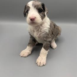 Jellybean - Blue merle female Aussiedoodle puppy in Paragould, Arkansas from AC Doodles & Corgis