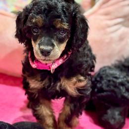 Hot Pink - Phantom female Poodle puppy in Simms, Texas from Donna’s Aussies & Pink Heart Poodles