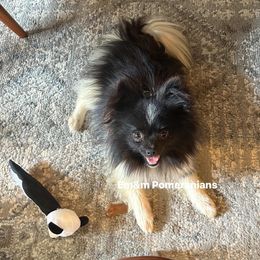 Midge spayed - Black parti female Pomeranian puppy in Kentucky from Em&M Pomeranians