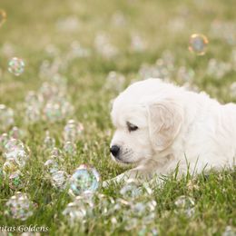 Golden Retriever Puppies from Gravitas Golden Retrievers