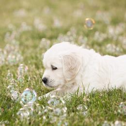 Golden Retriever Puppies from Gravitas Golden Retrievers