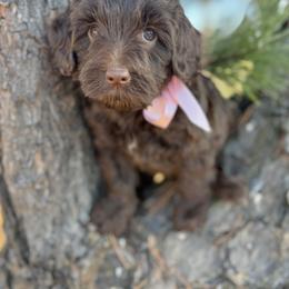 Miss Pearl - Chocolate female Australian Labradoodle puppy in Greenwood, Arkansas from Mount Harmony Labradoodles