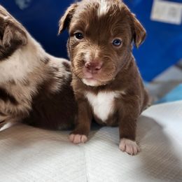 Gabby - Red tri-color female Australian Shepherd puppy in Harrodsburg, Kentucky from Triple M Aussies