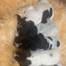 Female 1 - Black roan female German Shorthaired Pointer puppy in Hardeman County, Tennessee from Howell Farm GSP