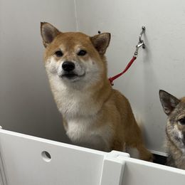 Shiba Inu from SmolBeans Kennel