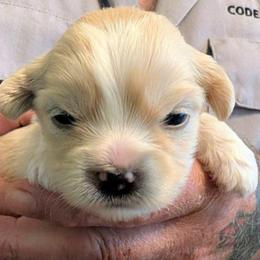 Koda - Cream male Lhasa Apso puppy in Fort Worth, Texas from Cynthia's Lhasa Apsos