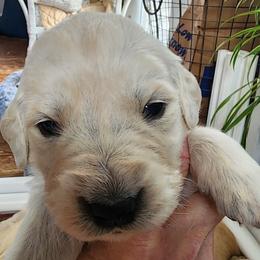 Mr. Black - Light golden male Golden Retriever puppy in Phoenix, Maryland from Tamarind Goldens