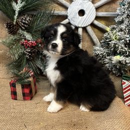 Black Tri Female - Black tri female Miniature American Shepherd puppy in Cowlitz County, Washington from Pleasant Woods Miniature American Shepherds