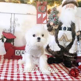 Star - White female Maltese puppy in Moreno Valley, California from Leslie's Maltese