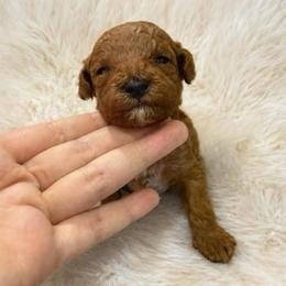Girl 2 - Red  female Poodle puppy in Miami, Florida from Sakura Poodles