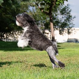 Lowchen Puppies from Dragonne Lowchen