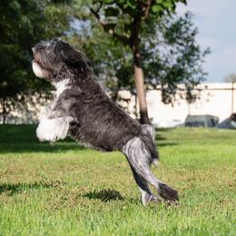 Lowchen Puppies from Dragonne Lowchen