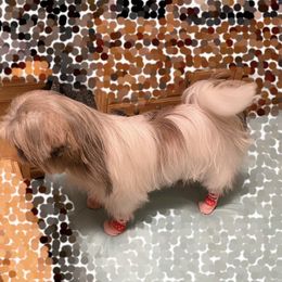 Greñitas - Shih Tzu