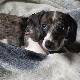 Dachshund All Grown Up from Mini Doxie Mischief Makers