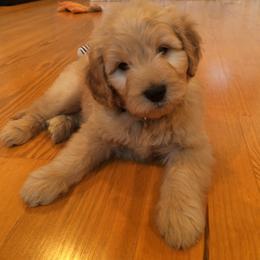 Cavapoo and Goldendoodle Puppies from Safari Doodles