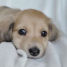 Dachshund Puppies from Dreamheart Dachshunds