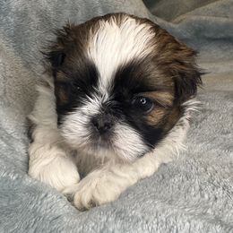 Boy 1 - Tricolor male Shih Tzu puppy in California from Boodaboo Shih Tzu’s