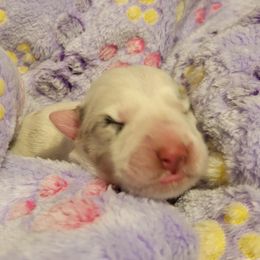 Girl 1 - White and blue merle female Border Collie puppy in Westerlo, New York from Pam's Border Collies