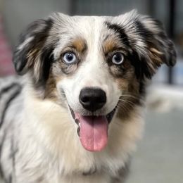 Australian Shepherds, Miniature American Shepherds, and Miniature Australian Shepherds from Cypress Grove Aussie