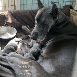 Nyra - Great Dane