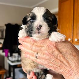 Archie - Brown male Shichon puppy in Pennsylvania from Manor Hills Shih Tzus
