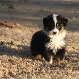 Australian Shepherd Puppies from Rockin Rafter L Aussies