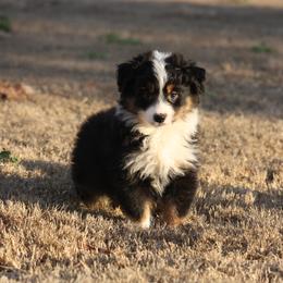 Australian Shepherd Puppies from Rockin Rafter L Aussies