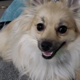 Pomeranians from Foxxy Pomeranians