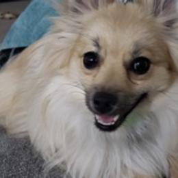 Pomeranians from Foxxy Pomeranians