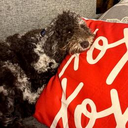 Cockapoos, Double Doodles, Goldendoodles, Poodles, and Shihpoos from Peace, Love, and Puppies at the Creek