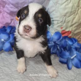 Arrow - Red tri-color male Australian Shepherd puppy in Lakeland, Florida from Aussies of Hope LLC