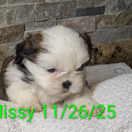 Missy - Sable and white female Shih Tzu puppy in Clyde, North Carolina from Shawgo Pups