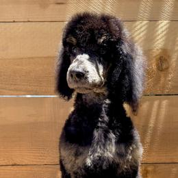 Chanterelle - Phantom male Poodle puppy in Arroyo Grande, California from Ever So Clever Poodles