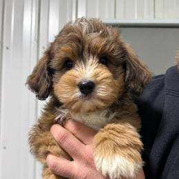 Brown - Chocolate merle male Bernedoodle puppy in Petersburg, Michigan from Brittany’s Mini Bernedoodles